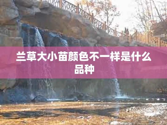 兰草大小苗颜色不一样是什么品种