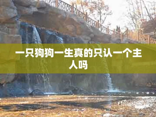 一只狗狗一生真的只认一个主人吗
