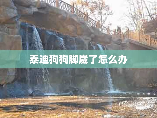 泰迪狗狗脚崴了怎么办