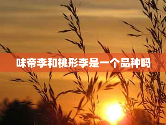 味帝李和桃形李是一个品种吗