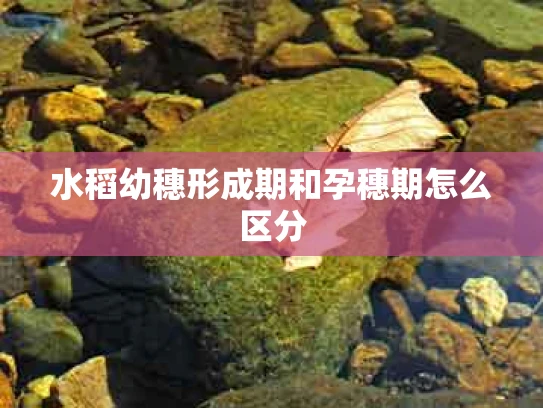 水稻幼穗形成期和孕穗期怎么区分