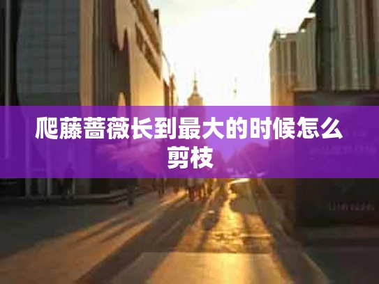 爬藤蔷薇长到最大的时候怎么剪枝