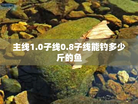 主线1.0子线0.8子线能钓多少斤的鱼