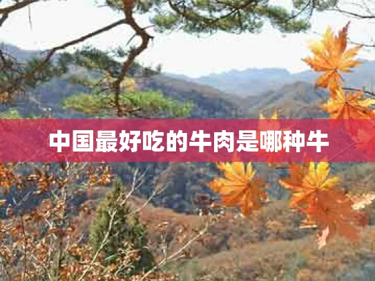 中国最好吃的牛肉是哪种牛