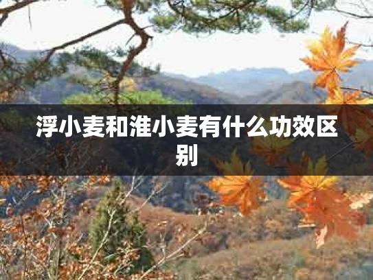 浮小麦和淮小麦有什么功效区别