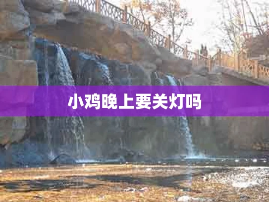 小鸡晚上要关灯吗