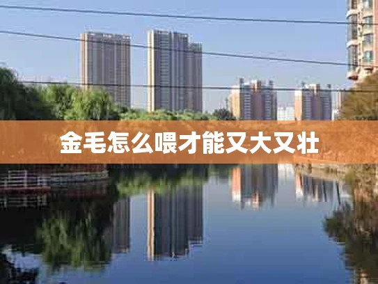 金毛怎么喂才能又大又壮
