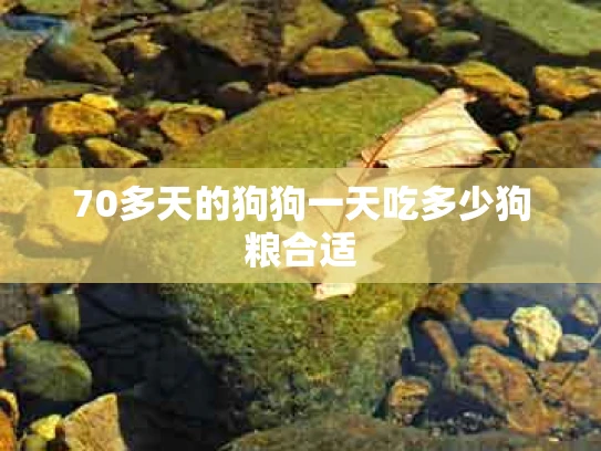 70多天的狗狗一天吃多少狗粮合适