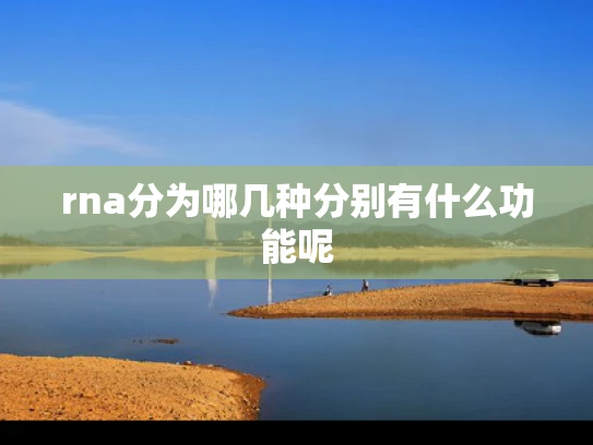 rna分为哪几种分别有什么功能呢