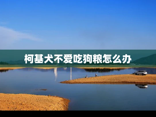 柯基犬不爱吃狗粮怎么办