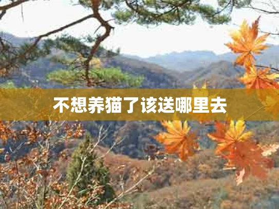 不想养猫了该送哪里去