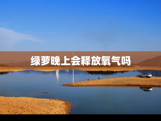 绿萝晚上会释放氧气吗