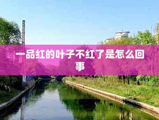 一品红的叶子不红了是怎么回事