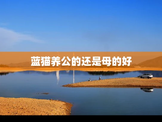 蓝猫养公的还是母的好