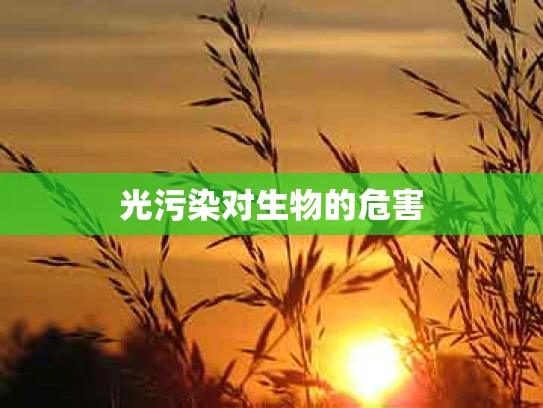 光污染对生物的危害