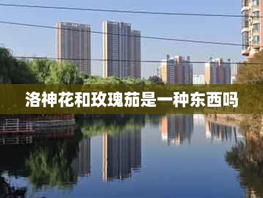 洛神花和玫瑰茄是一种东西吗