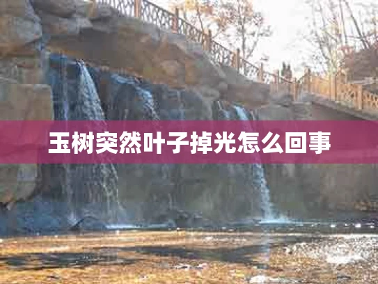 玉树突然叶子掉光怎么回事