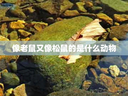 像老鼠又像松鼠的是什么动物