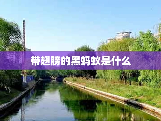 带翅膀的黑蚂蚁是什么