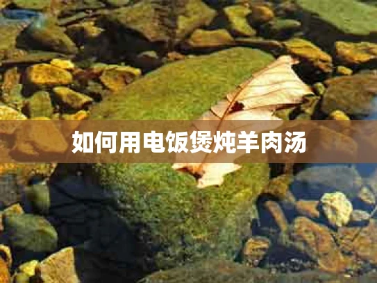 如何用电饭煲炖羊肉汤