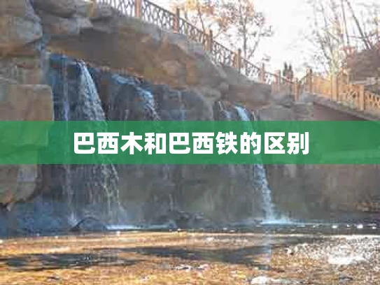 巴西木和巴西铁的区别
