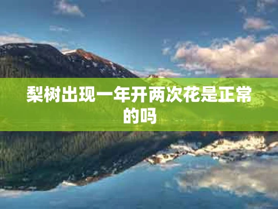 梨树出现一年开两次花是正常的吗