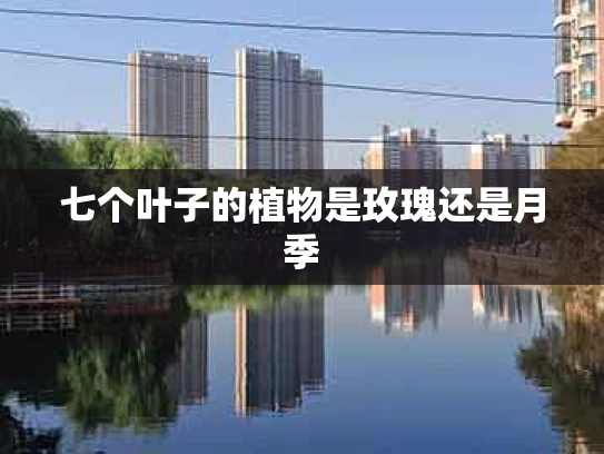 七个叶子的植物是玫瑰还是月季