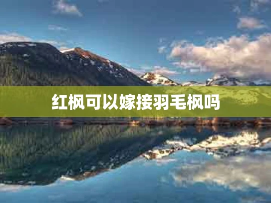 红枫可以嫁接羽毛枫吗