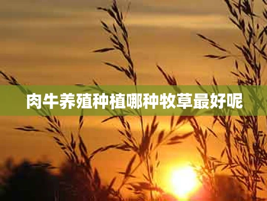 肉牛养殖种植哪种牧草最好呢