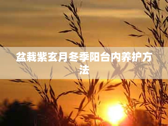 盆栽紫玄月冬季阳台内养护方法