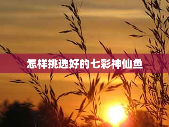 怎样挑选好的七彩神仙鱼