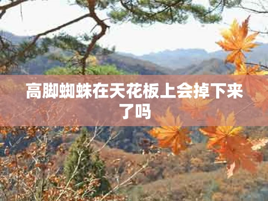 高脚蜘蛛在天花板上会掉下来了吗
