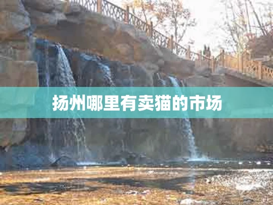 扬州哪里有卖猫的市场