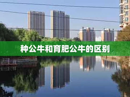 种公牛和育肥公牛的区别
