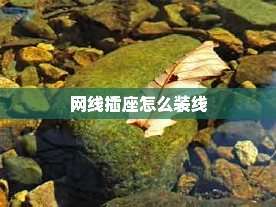 网线插座怎么装线