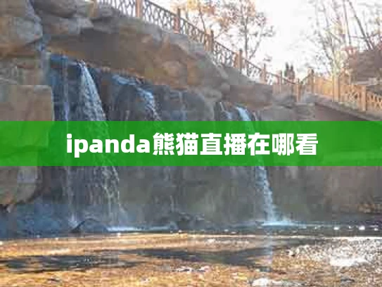 ipanda熊猫直播在哪看