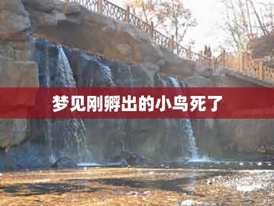 梦见刚孵出的小鸟死了