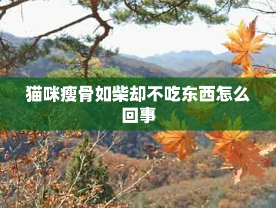 猫咪瘦骨如柴却不吃东西怎么回事